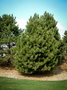 Сосна Чёрная (Pinus Nigra) купить по цене от 270.00р. в интернет-магазине «Посадика» с доставкой почтой в в Елеце и по всей России – [изображение №1].