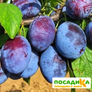 Слива Чачакская ранняя купить по цене от 229.00р. в интернет-магазине «Посадика» с доставкой почтой в в Елеце и по всей России – [изображение №1].