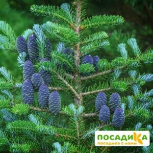 Пихта корейская (Abies koreana) купить по цене от 450.00р. в интернет-магазине «Посадика» с доставкой почтой в в Елеце и по всей России – [изображение №1].