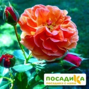 Роза Арабия купить по цене от 350.00р. в интернет-магазине «Посадика» с доставкой почтой в в Елеце и по всей России – [изображение №1].