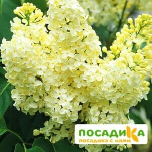 Сирень Примроуз (Primrose) купить по цене от 529.00р. в интернет-магазине «Посадика» с доставкой почтой в в Елеце и по всей России – [изображение №1].