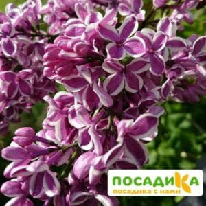 Сирень Сенсация купить по цене от 529.00р. в интернет-магазине «Посадика» с доставкой почтой в в Елеце и по всей России – [изображение №1].