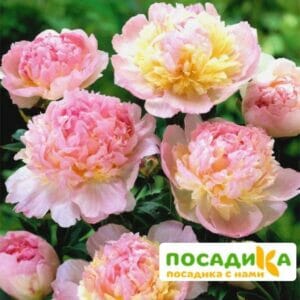 Пион Распберри Сандей (Paeonia Raspberry Sundae) купить по цене от 959р. в интернет-магазине «Посадика» с доставкой почтой в в Елеце и по всей России – [изображение №1].