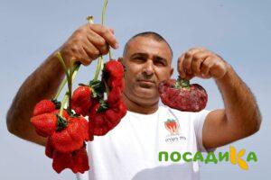 Клубника Гигант Джорнея купить по цене от 266р. в интернет-магазине «Посадика» с доставкой почтой в в Елеце и по всей России – [изображение №1].