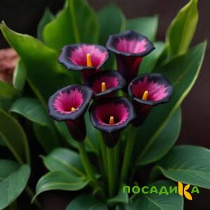 Калла Аура Лейс купить по цене от 400р. в интернет-магазине «Посадика» с доставкой почтой в в Елеце и по всей России – [изображение №1].