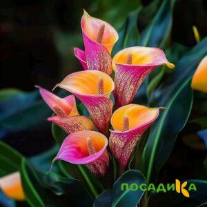 Калла Оникс купить по цене от 450р. в интернет-магазине «Посадика» с доставкой почтой в в Елеце и по всей России – [изображение №1].