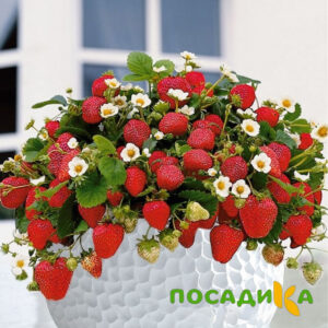 Клубника Рубиновый Шепот (горшечная) купить по цене от 240р. в интернет-магазине «Посадика» с доставкой почтой в в Елеце и по всей России – [изображение №1].