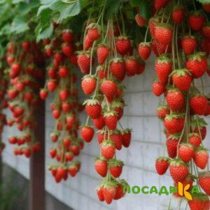 Клубника вьющаяся Комплимент купить по цене от 470р. в интернет-магазине «Посадика» с доставкой почтой в в Елеце и по всей России – [изображение №1].