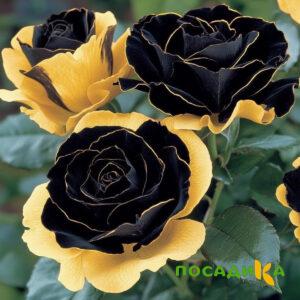 Роза Ханни Сикл купить по цене от 700р. в интернет-магазине «Посадика» с доставкой почтой в в Елеце и по всей России – [изображение №1].