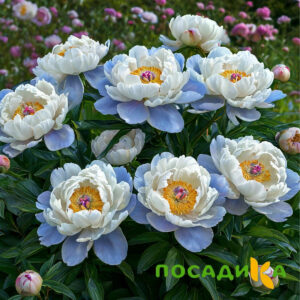 Пион акварельный Этюд купить по цене от 806р. в интернет-магазине «Посадика» с доставкой почтой в в Елеце и по всей России – [изображение №1].