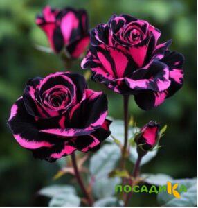 Роза Багровый Шепот купить по цене от 366р. в интернет-магазине «Посадика» с доставкой почтой в в Елеце и по всей России – [изображение №1].