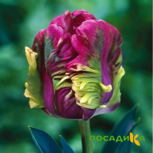 Тюльпан Экзотик Хэвен купить по цене от 186р. в интернет-магазине «Посадика» с доставкой почтой в в Елеце и по всей России – [изображение №1].