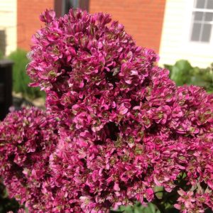 Флокс Филингс купить по цене от 329р. в интернет-магазине «Посадика» с доставкой почтой в в Елеце и по всей России – [изображение №1].