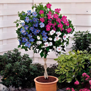 Гибискус-Дерево Триколор купить по цене от 289р. в интернет-магазине «Посадика» с доставкой почтой в в Елеце и по всей России – [изображение №1].