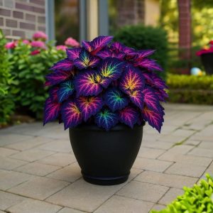 Хоста Фрости Блю купить по цене от 389р. в интернет-магазине «Посадика» с доставкой почтой в в Елеце и по всей России – [изображение №1].