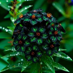 Флокс Ривьера купить по цене от 299р. в интернет-магазине «Посадика» с доставкой почтой в в Елеце и по всей России – [изображение №1].