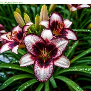 Лилейник Крим Сикл купить по цене от 799р. в интернет-магазине «Посадика» с доставкой почтой в в Елеце и по всей России – [изображение №1].