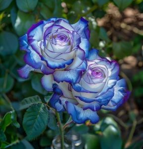 Роза Пэтолз Хоуп купить по цене от 333р. в интернет-магазине «Посадика» с доставкой почтой в в Елеце и по всей России – [изображение №1].