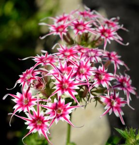 Флокс Метельчатый Путь купить по цене от 456р. в интернет-магазине «Посадика» с доставкой почтой в в Елеце и по всей России – [изображение №1].