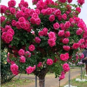 Роза Версаля купить по цене от 232р. в интернет-магазине «Посадика» с доставкой почтой в в Елеце и по всей России – [изображение №1].