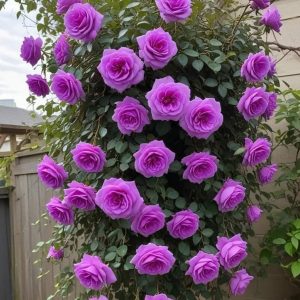 Роза Мистик Уайт купить по цене от 620р. в интернет-магазине «Посадика» с доставкой почтой в в Елеце и по всей России – [изображение №1].