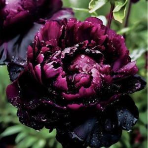 Пион Темный Сад купить по цене от 421р. в интернет-магазине «Посадика» с доставкой почтой в в Елеце и по всей России – [изображение №1].