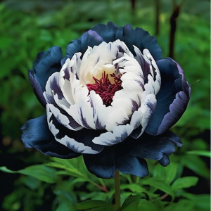 Пион Древовидный Инь-Янь купить по цене от 419р. в интернет-магазине «Посадика» с доставкой почтой в в Елеце и по всей России – [изображение №1].