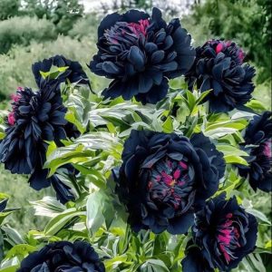 Пион древовидный Сердце Афродиты купить по цене от 600р. в интернет-магазине «Посадика» с доставкой почтой в в Елеце и по всей России – [изображение №1].