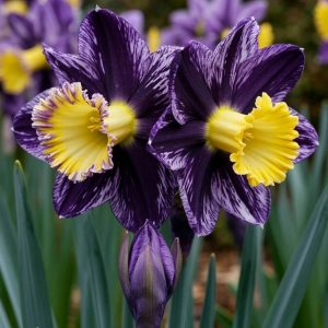 Нарцисс Акропоис купить по цене от 382р. в интернет-магазине «Посадика» с доставкой почтой в в Елеце и по всей России – [изображение №1].