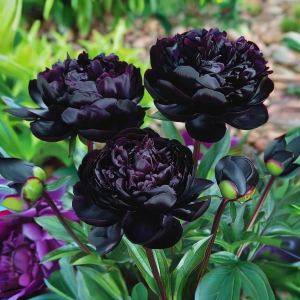 Пион Королевский Бархат купить по цене от 419р. в интернет-магазине «Посадика» с доставкой почтой в в Елеце и по всей России – [изображение №1].