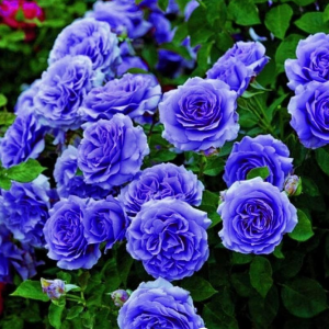 Роза Блю Мун купить по цене от 450р. в интернет-магазине «Посадика» с доставкой почтой в в Елеце и по всей России – [изображение №1].