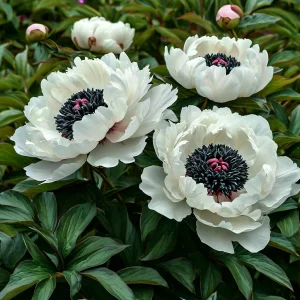 Пион Инк Эн купить по цене от 429р. в интернет-магазине «Посадика» с доставкой почтой в в Елеце и по всей России – [изображение №1].