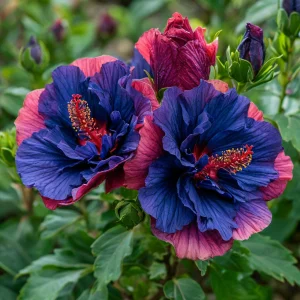 Гибискус Роуз Шайн купить по цене от 360р. в интернет-магазине «Посадика» с доставкой почтой в в Елеце и по всей России – [изображение №1].