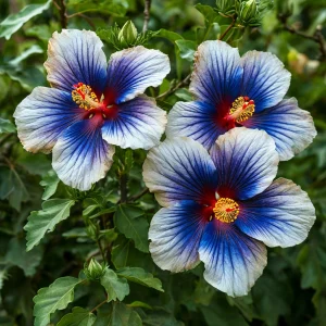 Гибискус Илюжн Вилью купить по цене от 259р. в интернет-магазине «Посадика» с доставкой почтой в в Елеце и по всей России – [изображение №1].