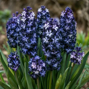 Гиацинт Блум Клауд купить по цене от 2099р. в интернет-магазине «Посадика» с доставкой почтой в в Елеце и по всей России – [изображение №1].