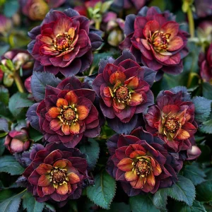 Морозник Сноу Дроп купить по цене от 348р. в интернет-магазине «Посадика» с доставкой почтой в в Елеце и по всей России – [изображение №1].