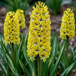 Гиацинт Сансет Голд купить по цене от 2099р. в интернет-магазине «Посадика» с доставкой почтой в в Елеце и по всей России – [изображение №1].