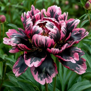 Пион Дроп Руби купить по цене от 469р. в интернет-магазине «Посадика» с доставкой почтой в в Елеце и по всей России – [изображение №1].