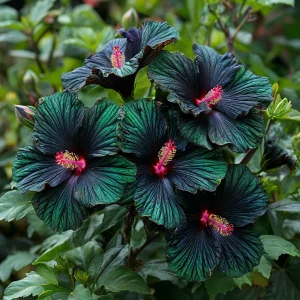 Гибискус Пикок Плюм купить по цене от 490р. в интернет-магазине «Посадика» с доставкой почтой в в Елеце и по всей России – [изображение №1].