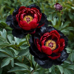Пион Эбеновый Рубин купить по цене от 419р. в интернет-магазине «Посадика» с доставкой почтой в в Елеце и по всей России – [изображение №1].