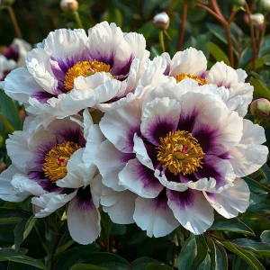 Пион Эко Саммер купить по цене от 548р. в интернет-магазине «Посадика» с доставкой почтой в в Елеце и по всей России – [изображение №1].