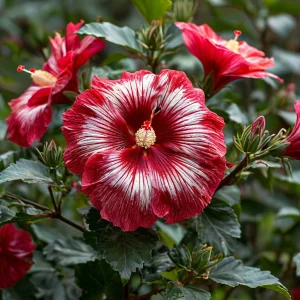 Гибискус Пурпл Мистик купить по цене от 360р. в интернет-магазине «Посадика» с доставкой почтой в в Елеце и по всей России – [изображение №1].