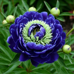 Пион Дримвивер купить по цене от 417р. в интернет-магазине «Посадика» с доставкой почтой в в Елеце и по всей России – [изображение №1].