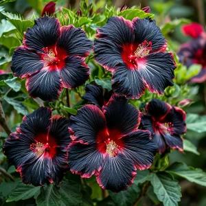 Гибискус садовый Файер Дэнсер купить по цене от 450р. в интернет-магазине «Посадика» с доставкой почтой в в Елеце и по всей России – [изображение №1].