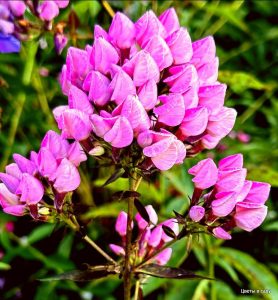 Флокс Бутоник купить по цене от 461р. в интернет-магазине «Посадика» с доставкой почтой в в Елеце и по всей России – [изображение №1].