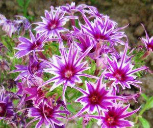 Флокс Звездное Кружево купить по цене от 361р. в интернет-магазине «Посадика» с доставкой почтой в в Елеце и по всей России – [изображение №1].