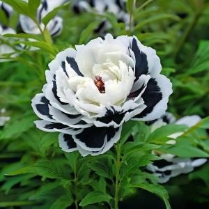 Пион Монохромный Шик купить по цене от 429р. в интернет-магазине «Посадика» с доставкой почтой в в Елеце и по всей России – [изображение №1].