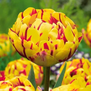 Тюльпан махровый Голден Ницц купить по цене от 361р. в интернет-магазине «Посадика» с доставкой почтой в в Елеце и по всей России – [изображение №1].