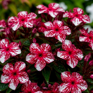 Флокс Ливер Гриммер купить по цене от 590р. в интернет-магазине «Посадика» с доставкой почтой в в Елеце и по всей России – [изображение №1].