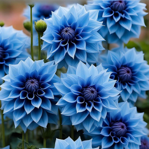 Георгин Вижапе купить по цене от 699р. в интернет-магазине «Посадика» с доставкой почтой в в Елеце и по всей России – [изображение №1].